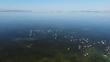Arin Gölü’nün renkli misafirleri
