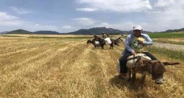 Arpa hasadı başladı, edeler at ve eşekleriyle yem sırasına girdi