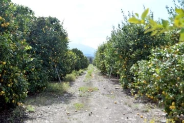 Arsuz’da limon dalında kaldı; perakendeciler hasat için seferberlik başlattı