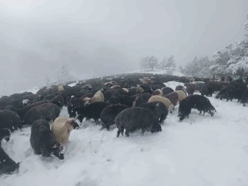 Artvin’de ani bastıran kar sürü sahiplerine zor anlar yaşattı
