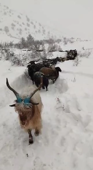 Artvin’de besicinin zorlu kar yolculuğu
