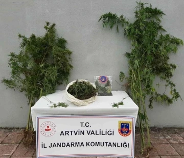 Artvin’de Jandarmadan uyuşturucu operasyonu
