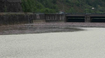 Artvin’de sel suları Muratlı Baraj gölünü çöplüğe döndürdü
