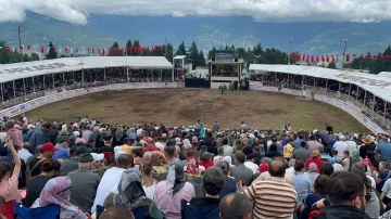 Artvin’in Kafkasör Yaylası’nda boğaların 43. randevusu nefes kesti
