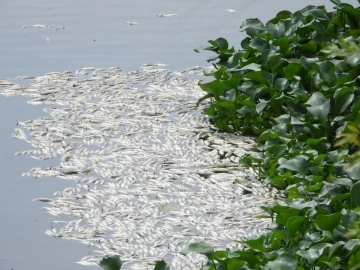 Asi Nehri’nde şaşırtan görüntü, binlerce balık su yüzeyine çıktı
