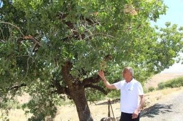 Asırlık ağaçların verdiği ürün altınla yarışıyor
