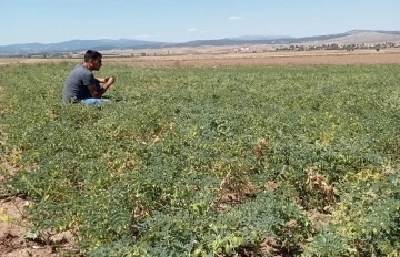 Aslanapa’da aspir ve nohut bitkisinde hastalık zararlı kontrolleri
