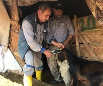 Aslanapa’da küçükbaş hayvanlarda küpeleme ve aşılama çalışması
