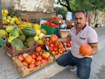 Ata tohumundan üretilen 1 kiloluk domates ele avuca sığmıyor
