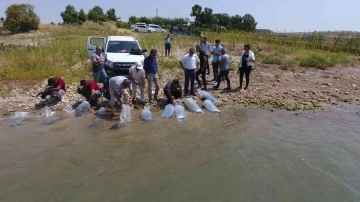 Atatürk Baraj Göleti’ne 4 milyon balık bırakıldı
