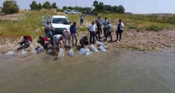Atatürk Baraj Göleti’ne 4 milyon balık bırakıldı