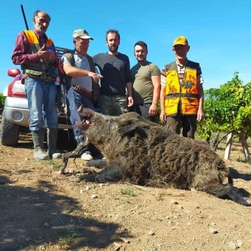 Avladıkları 385 kiloluk domuzla poz verdiler
