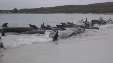 Avustralya'da karaya vuran onlarca balina öldü