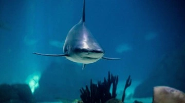Avustralya'da köpekbalığı saldırısı! Genç adam yaşamını yitirdi