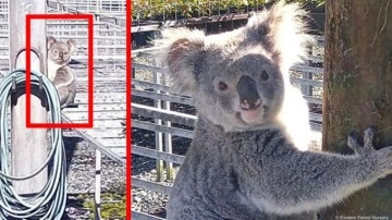 Avustralya'nın aradığı hırsız, koala çıktı