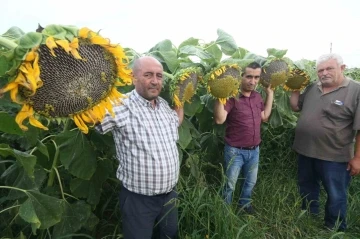 Ay çekirdeği çiftçinin yüzünü güldürecek
