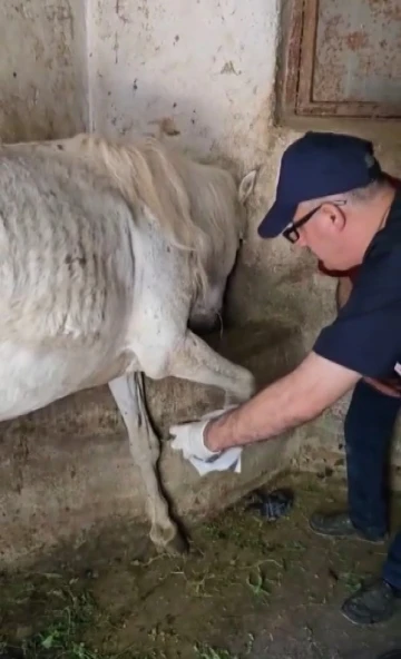 Ayağına çivi batan atın yardıma veteriner hekimler koştu
