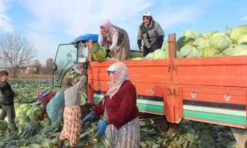 Ayaz gören lahanada satışlar arttı
