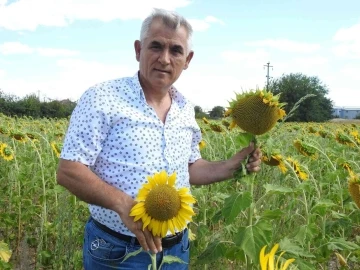 Ayçiçeği hasadına haftalar kala Prof. Dr. Kaya, &quot;Yeşil ot canavarı&quot; diyerek büyük tehlikeye ve verim kaybına dikkat çekti
