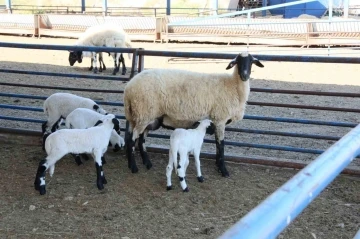 Aydın Büyükşehir Belediyesi’nin Sakız Koyunu Çiftliği’nde doğumlar devam ediyor
