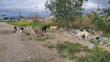 Aydın’da başıboş köpekler hem yayaların hem de sürücülerin korkulu rüyası haline geldi
