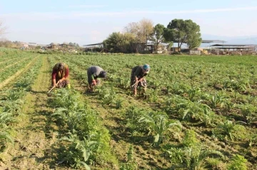 Aydın’da çapacı kadınlar yevmiyelerin düşüklüğünden dert yandı
