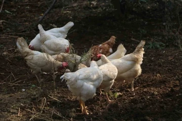 Aydın’da ’çıkma tavuk’ uyarısı
