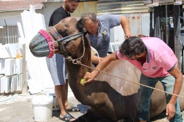 Aydın’da develer hem sağlık hem serinlemek için yıkanmaya başladı
