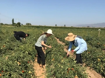 Aydın’da domates yetiştiriciliği EKÜY projesiyle güvende
