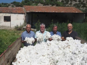 Aydın’da ilk pamuk hasadı Söke’nin Doğanbey Mahallesi’nde yapıldı
