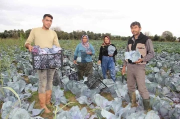 Aydın’da kara lahana hasadı başladı
