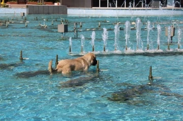 Aydın’da sıcaktan bunalan köpeğin havuz keyfi
