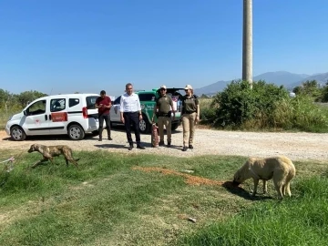 Aydın’da sokak hayvanları unutulmadı
