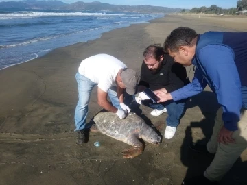 Aydın’da son 4 günde 3 deniz kaplumbağası ölü olarak bulundu
