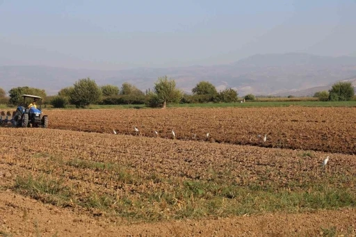 Aydın’da su kuşları, çiftçilerin tarladaki yoldaşı oluyor
