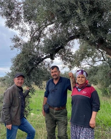 Aydın’da zeytin bahçeleri denetlendi, çiftçiler bilgilendirildi
