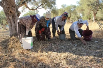 Aydın’da zeytin hasadı başladı
