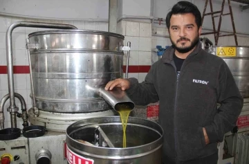 Aydın’da zeytin üreticisine Akdeniz meyve sineği telaşı sardı
