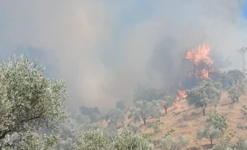 Aydın’da zeytinlik alanda yangın
