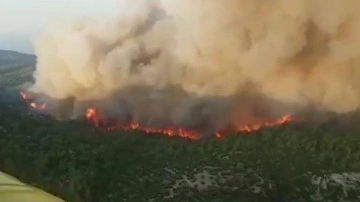 Aydın'da korkutan orman yangını. Rüzgarla yangın büyüdü, müdahale sürüyor