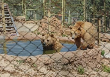 Ayı Bozo havuzda, kızıl geyikler fıskiyede serinliyor 