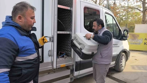 Bacağı kırılan kedi Devlet Hastanesi acile geldi, belediye sahip çıkıp tedaviye aldı
