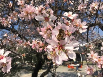 Bademler çiçek açtı arılar çalışmaya başladı
