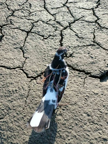 Bafa Gölü’nde yırtıcı kuşları avlayan şahıs DKMP ekiplerine yakalandı
