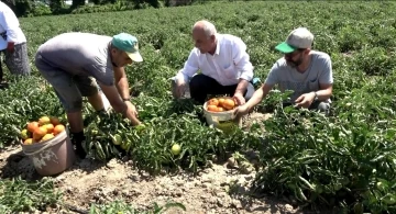 Bafra Ovası’nda domates hasadı başladı
