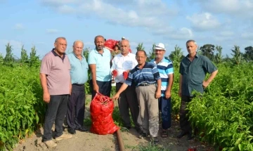 Bafra Ovası’nda kapya biber üreticinin yüzünü güldürüyor
