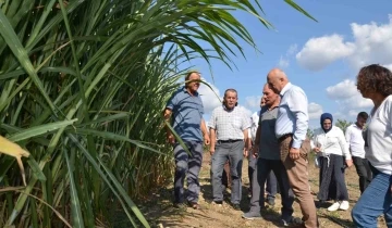 Bafra Ovası’nda maralfalfa yem bitkisi denemesi
