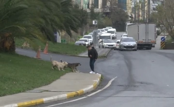 Bağcılar’da başıboş gezen köpekler 1 kişiyi ısırdı, 3 kişi ise son anda kurtuldu
