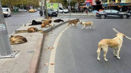 Bakanlık valiliklere yazı gönderdi: Sahipsiz köpek başına 71 bin TL!