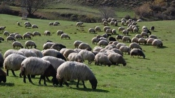 Bakanlık, Yeni Yol Haritası ile Hayvancılık Sektörünü Güçlendirecek